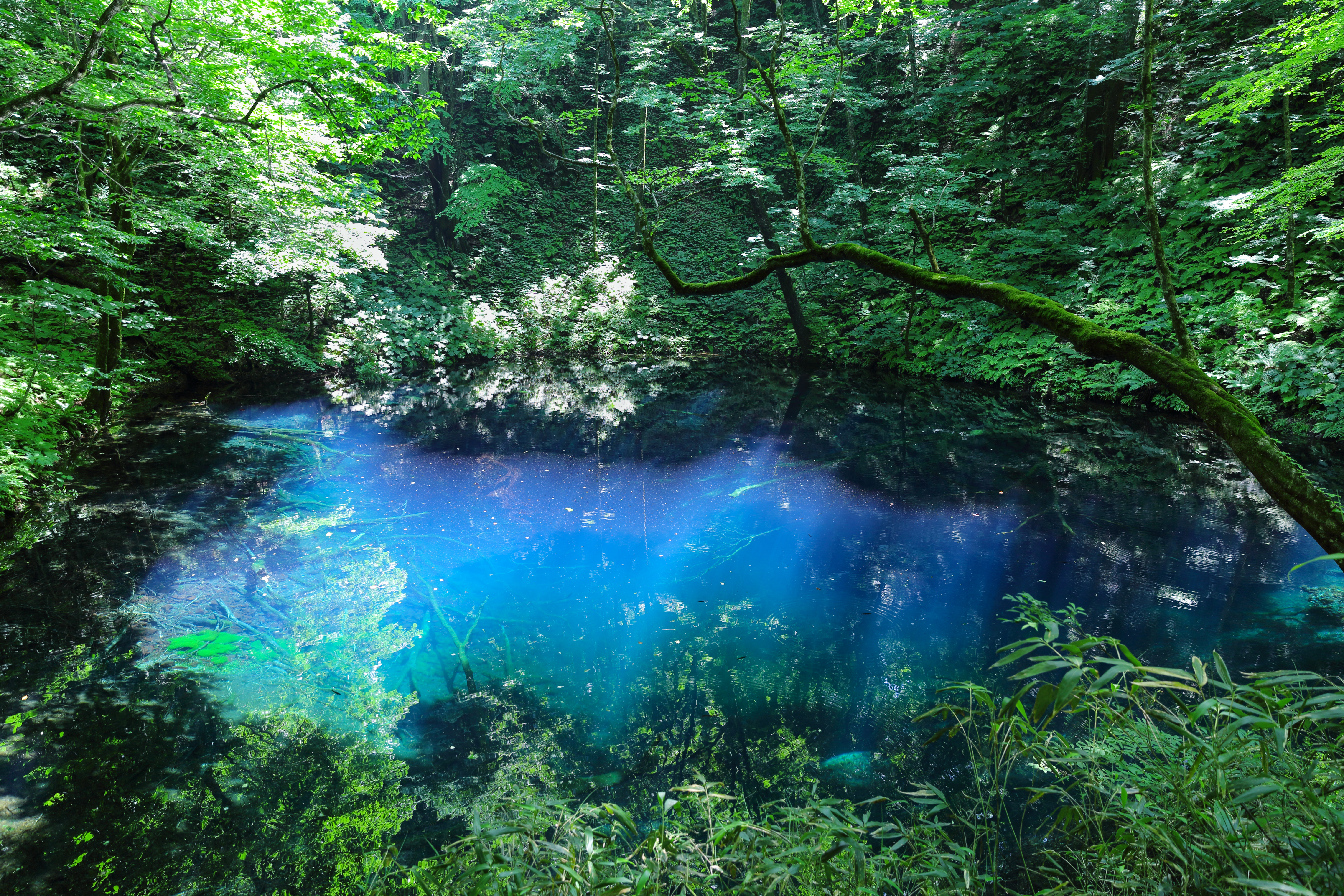 白神山地 ブナの原生林が生み出す 固有の生態系の価値 世界遺産検定を取得するブログ