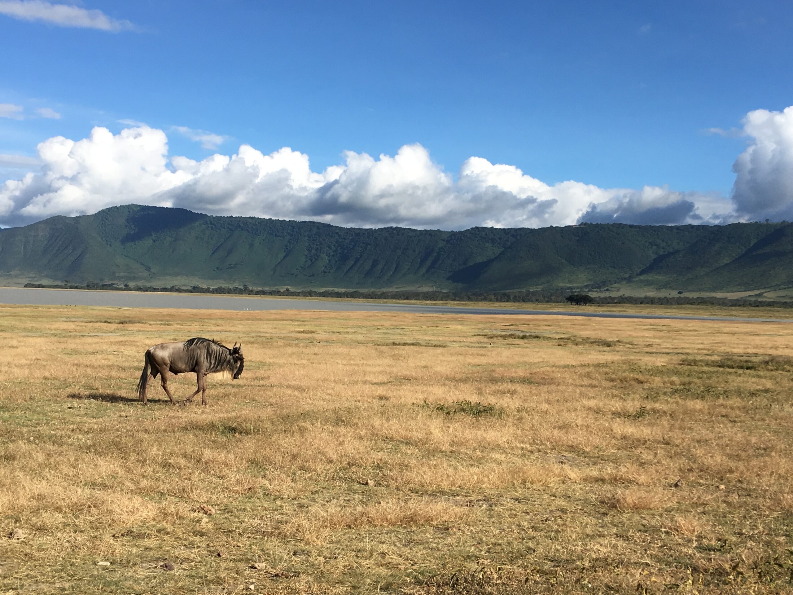 草原 ンゴロンゴロ自然保護区 世界遺産検定を取得するブログ